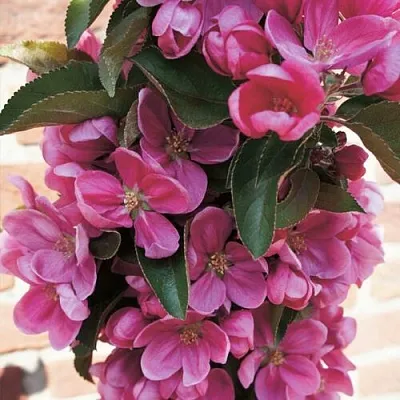 Яблоня ЗЕЛЁНЫЙ БУКЕТ декоративная  Яблоня ЗЕЛЁНЫЙ БУКЕТ декоративная в Россоши