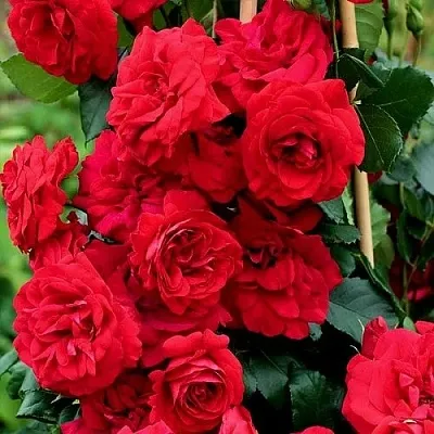 Саженцы роз АМАДЕУС плетистая  Саженцы роз АМАДЕУС плетистая в Россоши