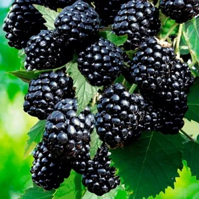 Ежевика ЛОХТЕЙ бесшипная  Ежевика ЛОХТЕЙ бесшипная в Россоши