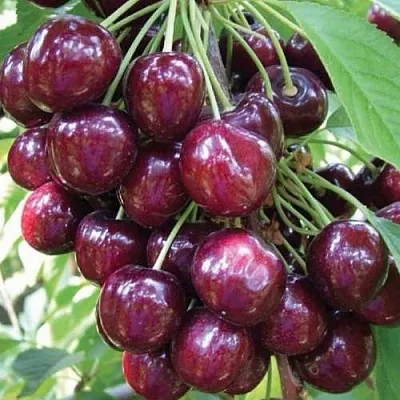 Черешня СЭМ колонновидная  Черешня СЭМ колонновидная в Россоши