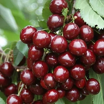 Черешня СИЛЬВИЯ колоновидная  Черешня СИЛЬВИЯ колоновидная в Россоши