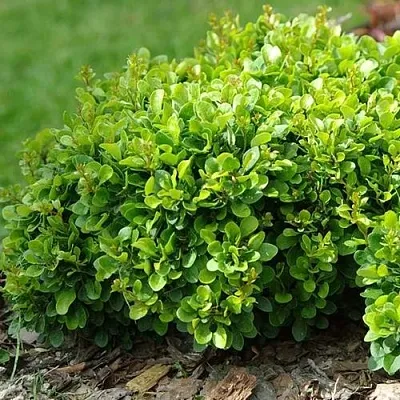 Барбарис КОБОЛЬД тунберга в Россоши