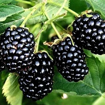 Ежевика ПРАЙМ АРК ТРЕВЕЛЕР ремонтантная  Ежевика ПРАЙМ АРК ТРЕВЕЛЕР ремонтантная в Россоши