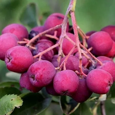 Рябина ДЕСЕРТНАЯ МИЧУРИНА сладкоплодная  Рябина ДЕСЕРТНАЯ МИЧУРИНА сладкоплодная в Россоши