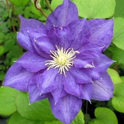 Клематис БЬЮТИ ОФ ВОЧЕСТЕР в Россоши