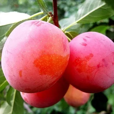 Слива КОМЕТА  Слива КОМЕТА в Россоши