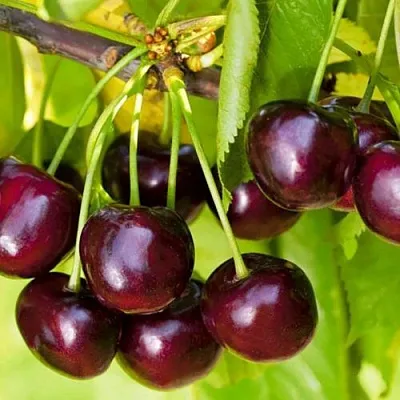 Черешня ИПУТЬ  Черешня ИПУТЬ в Россоши