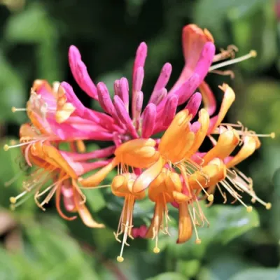 Жимолость ГЕКРОТА в Россоши