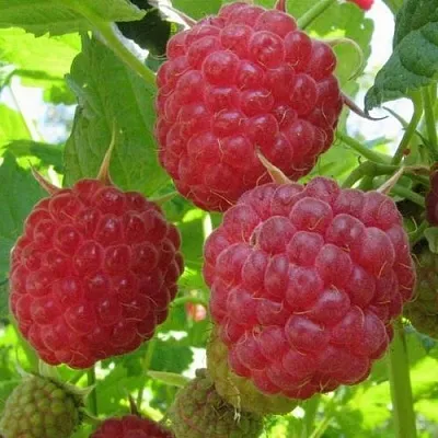 Малина НОВОСТЬ КУЗЬМИНА  в Россоши