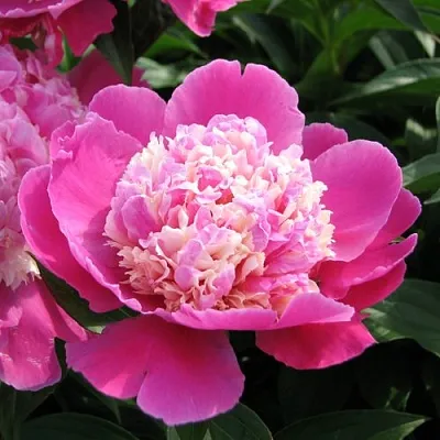 Пион КОРА СТАББС травянистый  Пион КОРА СТАББС травянистый в Россоши