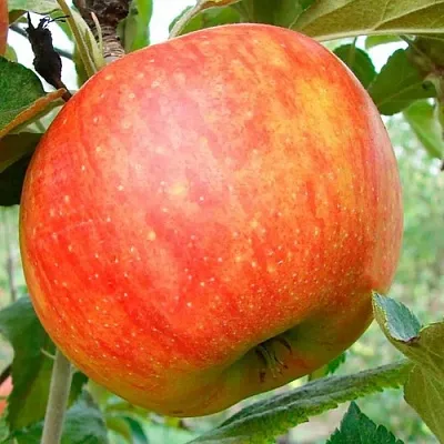 Яблоня ЦЕЛЕСТЕ  Яблоня ЦЕЛЕСТЕ в Россоши