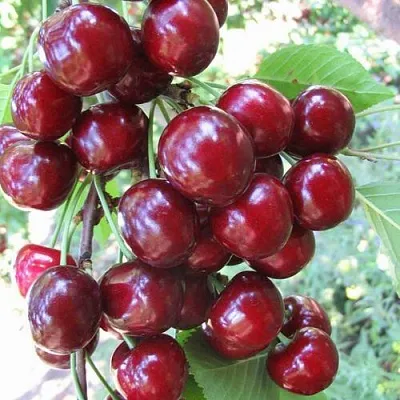 Черешня ОДРИНКА  Черешня ОДРИНКА в Россоши