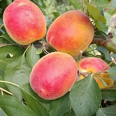 Абрикос ОСОБЕННЫЙ ДЕНИСЮКА в Россоши