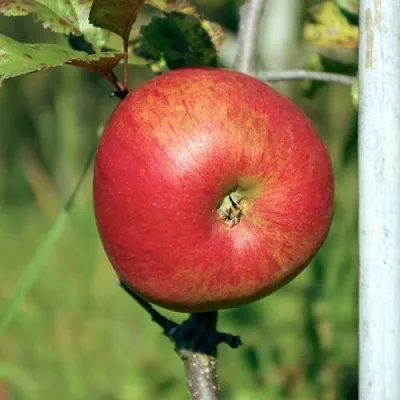 Яблоня ДЫЯМЕНТ  Яблоня ДЫЯМЕНТ в Россоши