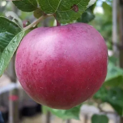 Яблоня НОРИС в Россоши