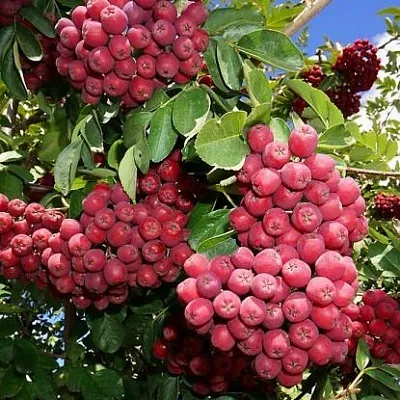 Рябина ГРАНАТНАЯ сладкоплодная  Рябина ГРАНАТНАЯ сладкоплодная в Россоши