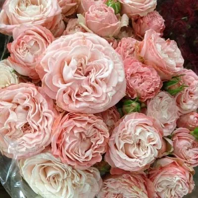 Саженцы роз МАДАМ БОМБАСТИК спрей  Саженцы роз МАДАМ БОМБАСТИК спрей в Россоши