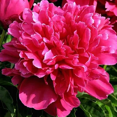 Пион ВИКТУАР ДЕ ЛА МАРН травянистый  Пион ВИКТУАР ДЕ ЛА МАРН травянистый в Россоши