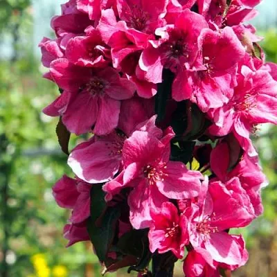 Яблоня МАЛИНОВОЕ ОЖЕРЕЛЬЕ колонновидная  Яблоня МАЛИНОВОЕ ОЖЕРЕЛЬЕ колонновидная в Россоши