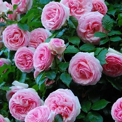 Саженцы роз ПЬЕР ДЕ РОНСАР плетистая  Саженцы роз ПЬЕР ДЕ РОНСАР плетистая в Россоши