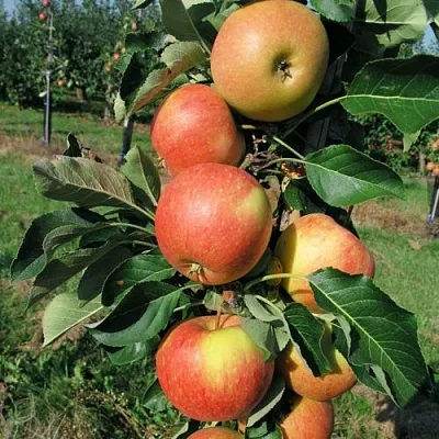 Яблоня ВОСТОРГ колонновидная  Яблоня ВОСТОРГ колонновидная в Россоши