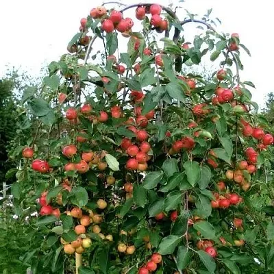 Яблоня ХЮВИНГИЕНЗИС декоративная  Яблоня ХЮВИНГИЕНЗИС декоративная в Россоши