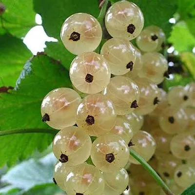 Смородина белая ЮТЕРБОРГСКАЯ в Россоши