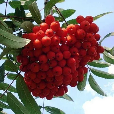 Рябина САХАРНАЯ ПЕТРОВА сладкоплодная  Рябина САХАРНАЯ ПЕТРОВА сладкоплодная в Россоши