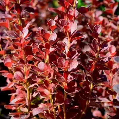 Барбарис ВУЛКАНО тунберга в Россоши