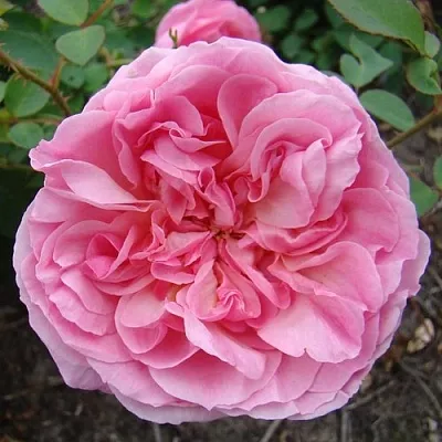 Саженцы роз ХАЙДИ ХОЛЛ английская  Саженцы роз ХАЙДИ ХОЛЛ английская в Россоши