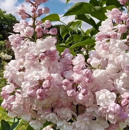 Сирень КРАСАВИЦА МОСКВЫ (привитая) в Россоши