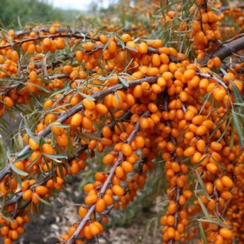 Облепиха ПЕРЧИК в Россоши