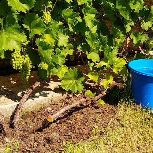 Уход за виноградом в открытом грунте