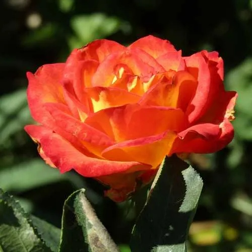 Роза ЛИНА чайно-гибридная  в Россоши