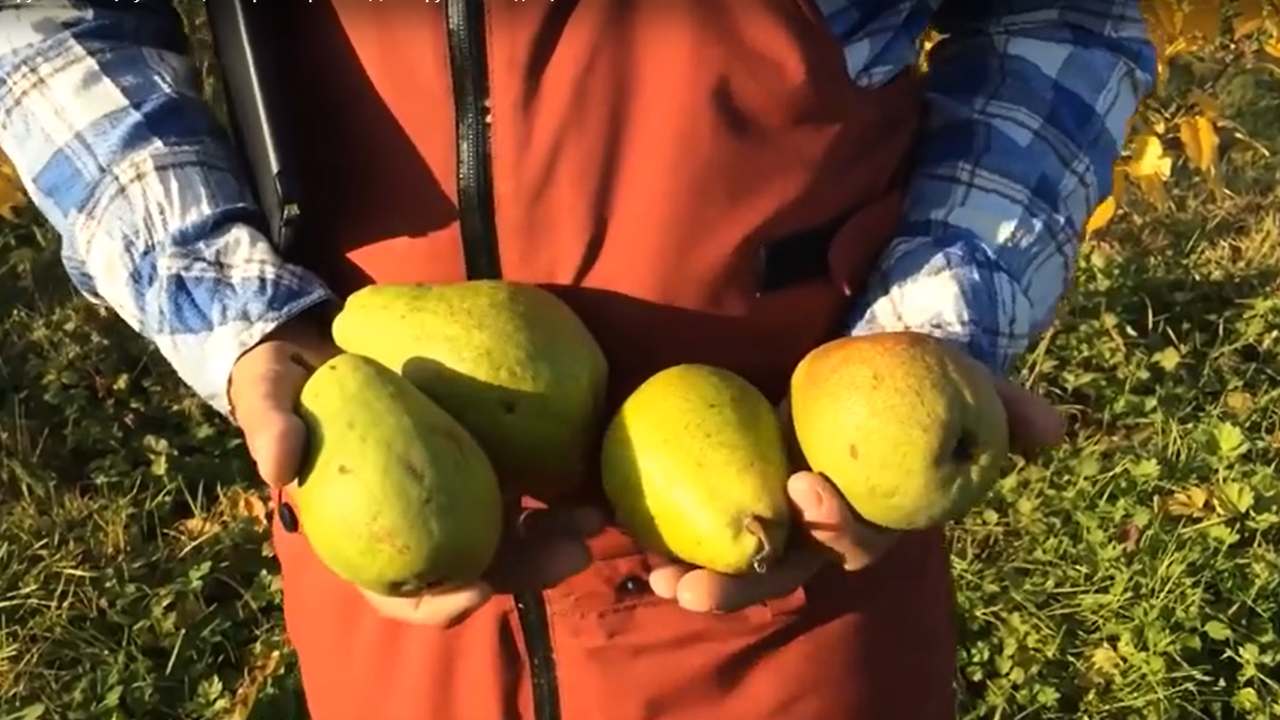 Превью видео