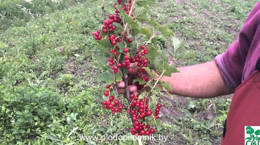 Превью видео