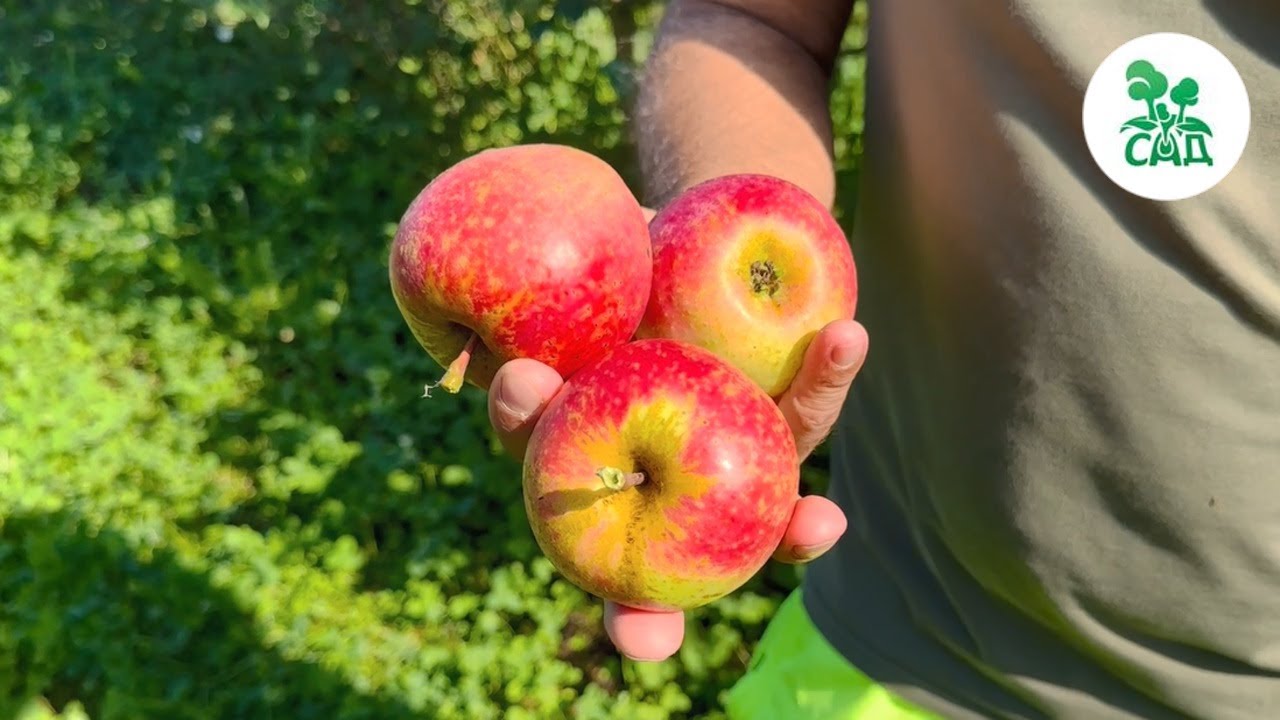 Превью видео
