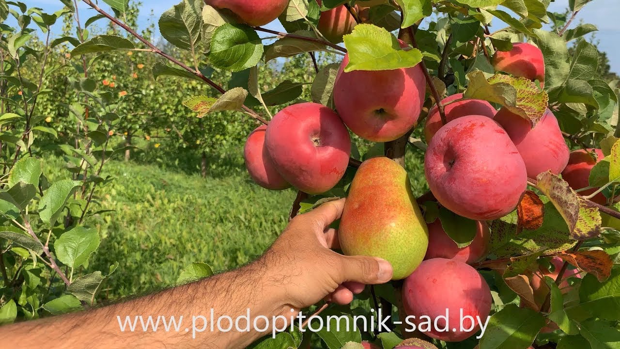 Превью видео