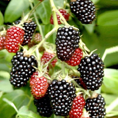 Ежемалина ДАРРОУ в Россоши