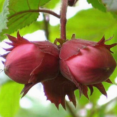 Фундук АЙВЕНГО в Россоши