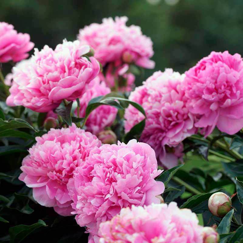 Розовые пионы.jpg