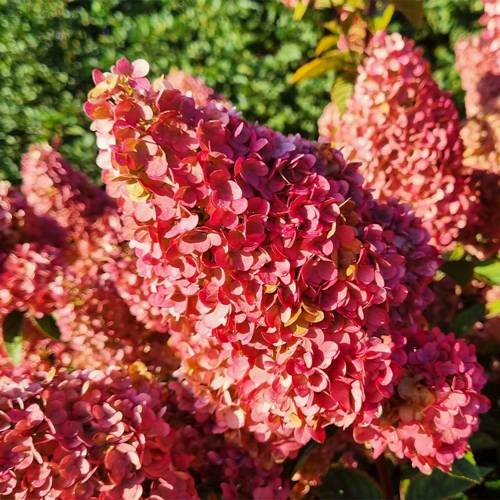 фрайз гортензия.jpg