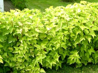 пузыреплодник зеленый.jpeg