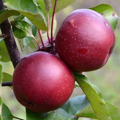 Яблоня красномясая в Россоши