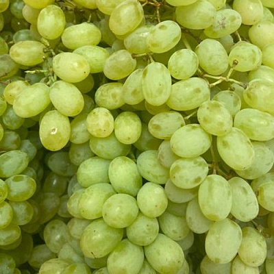 Зеленый в Россоши