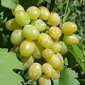Виноград в Россоши