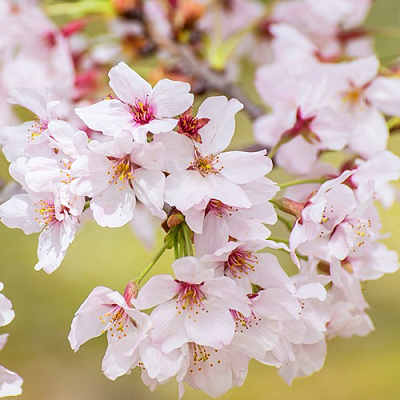 Сакура КОЙО НО МАЙ в Россоши