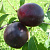Плумкот АПРИСАЛИ в Россоши