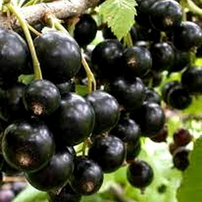 Смородина черная ОРЛОВСКИЙ ВАЛЬС в Россоши