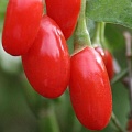 Годжи (чудо-ягода) в Россоши
